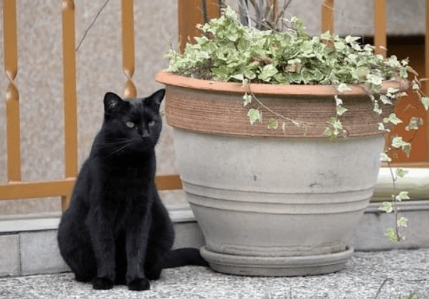 10 Indoor Plants that are Safe for Cats - BestPawShop